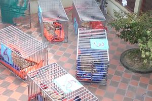 Nhiều con hổ bị chết sau ‘giải cứu’ ở Nghệ An, trách nhiệm thuộc về ai?