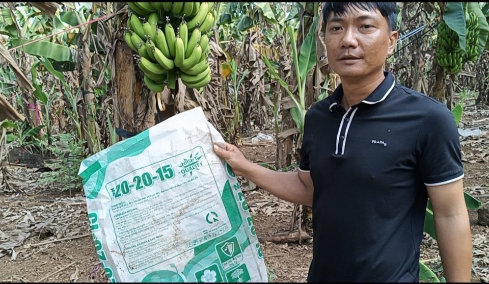 Vụ hơn chục ha chuối chết nghi do phân NPK giả: Cơ quan chức năng và công ty sản xuất phân bón NPK nói gì? 