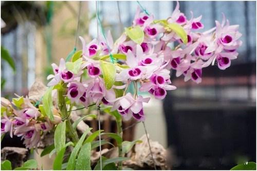 Kinh doanh lan đột biến có phải nộp thuế hay không?