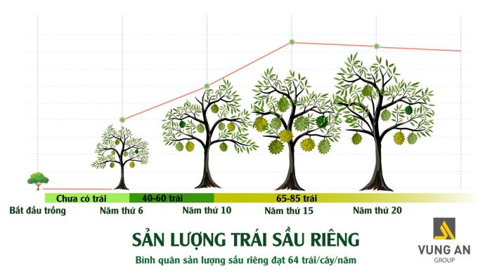 “Bánh vẽ“ góp vốn trồng sầu riêng, nguy cơ mất trắng vì bất khả kháng